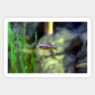 Aulonocara species ‘OB Peacock’ cichlid Sticker